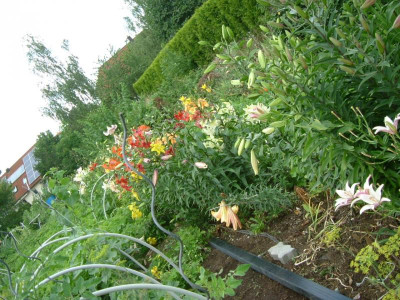 Garten 12.07.2015 001.jpg