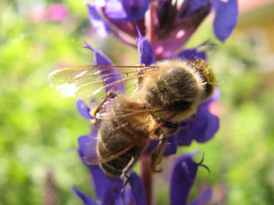 bienaufsalvia.jpg