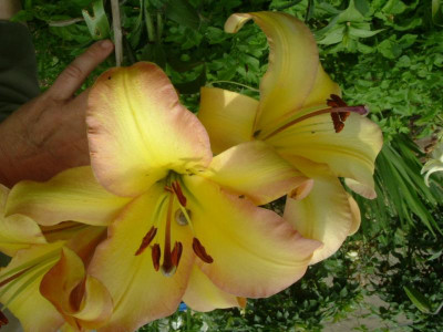 Garten 12.07.2015 049.jpg