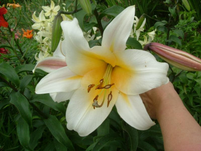 Garten 12.07.2015 056.jpg