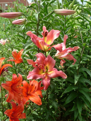 Garten 12.07.2015 046.jpg