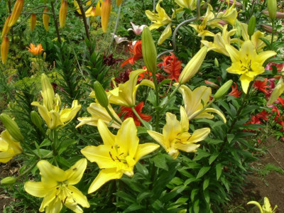 Garten 12.07.2015 044.jpg