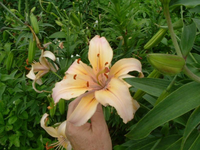 Garten 12.07.2015 061.jpg