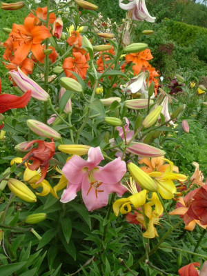 Garten 12.07.2015 060.jpg