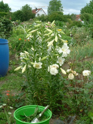 Garten 12.07.2015 062.jpg