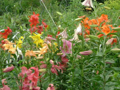 Garten 12.07.2015 068.jpg