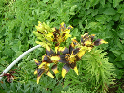 Garten 12.07.2015 071.jpg