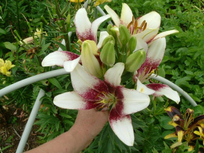 Garten 12.07.2015 072.jpg