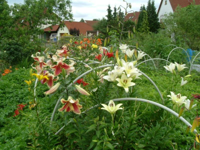 Garten 12.07.2015 073.jpg