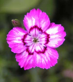 Dianthus_deltoides_gestreift.jpg