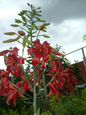 Garten 12.07.2015 098.jpg