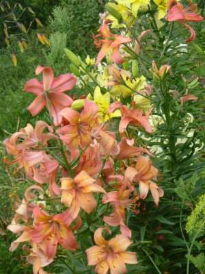 Garten 12.07.2015 101.jpg