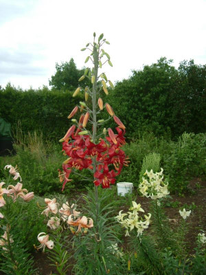 Garten 12.07.2015 107.jpg