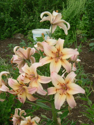 Garten 12.07.2015 109.jpg