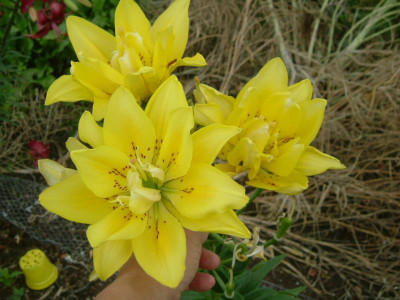 Garten 12.07.2015 111.jpg
