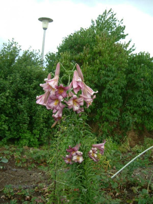 Garten 12.07.2015 114.jpg