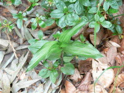 P1010200_Small.JPG