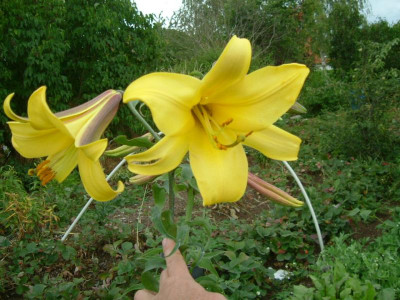 Garten 12.07.2015 113.jpg