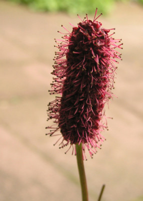 Sanguisorba_menziesii_k.jpg
