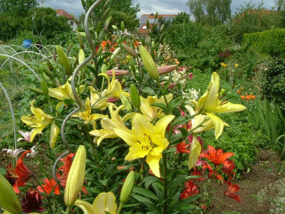 Lilien 2015 (40).jpg
