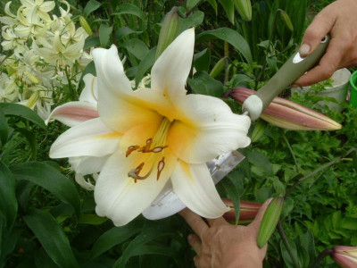 Lilien 2015 (47).jpg