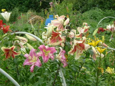 Lilien 2015 (56).jpg