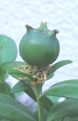 Buxus_sempervirens_Frucht.jpg