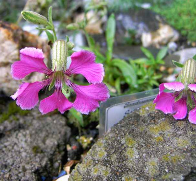 18.6.06._Silene_elisabethae_012.JPG