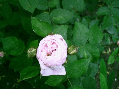 MmeLouisLeveque1.JPG