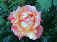 Fellowship_200x150.JPG