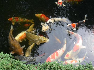 P1010185_Small.JPG