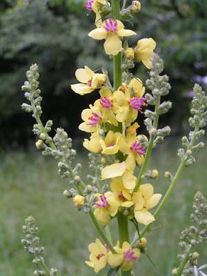 Verascum_sp.jpg
