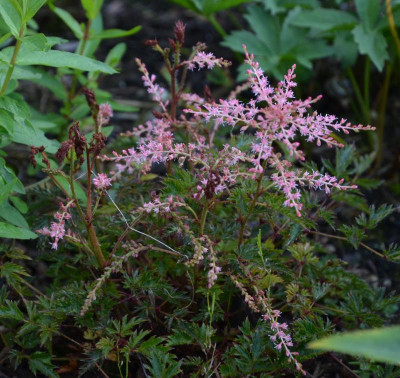Astilbe-DarwinsSnowsprite.15-1.jpg