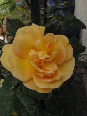 100-0002_IMG_2_300x400.JPG