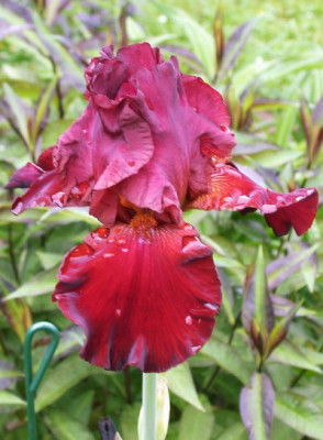 Iris_Bouzy_Bouzy002.jpg
