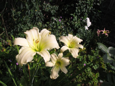 IMG_7997_radiant moonbeam.JPG