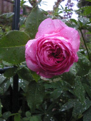 100-0017_IMG_2_300x400.JPG