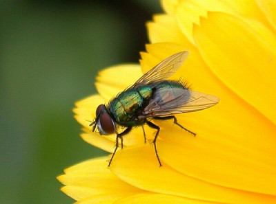 fliege-auf-ringelblume-1202a.jpg