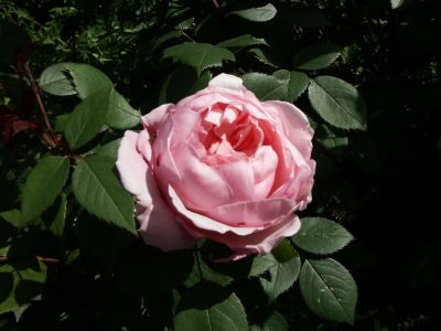 Brother_Cadfael_2006-01.jpg