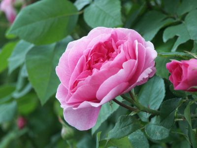 Gertrude_Jekyll_2006-04.jpg