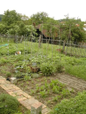 Gemusegarten_Suchbild_mit_Katzen.jpg