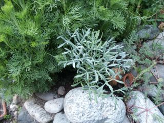 Meerfenchel_2006-01.jpg