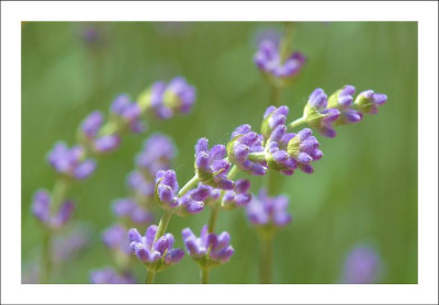 Lavendel_2_18-06-2006.jpg