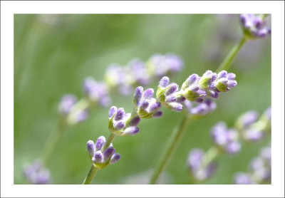 Lavendel_3_18-06-2006.jpg