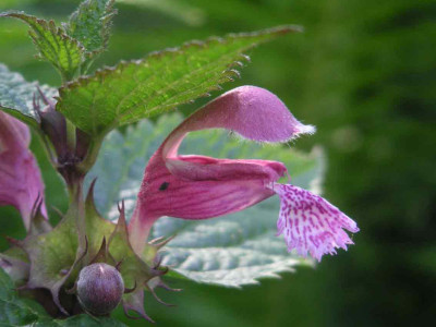 Palmengarten_0606.jpg
