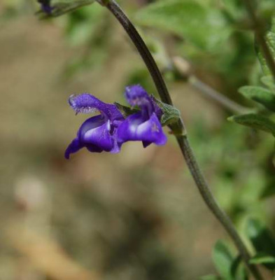 Enzian-Salbei_N_01841_1.JPG