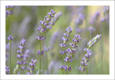 Lavendel_1_18-06-2006.jpg