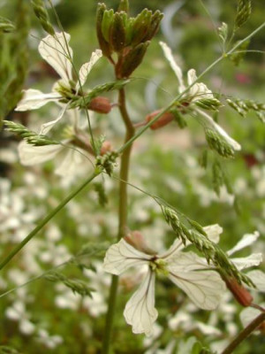 Rucola_Gras.jpg