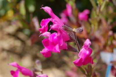 Johannisbeer-Salbei_Pink_Blush_N_01791_1.JPG