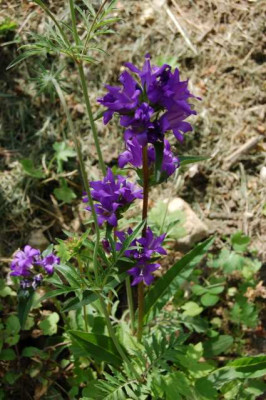 Knauel-Glockenblume_Hugel_02301_1.JPG